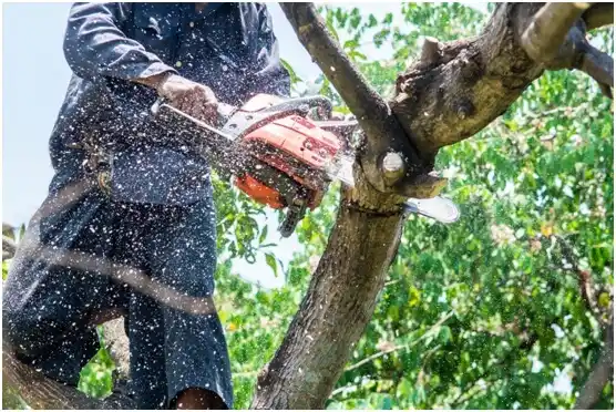 tree services Pennsbury Village